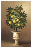 Potted Orange Tree Posters by Welby 