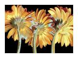 Miami Blooms Pósters por Alicia Bock Miami Blooms Pósters por Alicia Bock