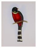 Trogon Mexicanus Posters by Aaron Ashley