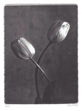 Tulipes entrecroisées Affiches par Judy Mandolf