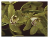 Cymbidium III Prints by June Hunter