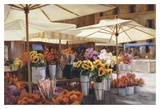 Campode Fiori Prints by Jan McLaughlin