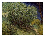 Lilac Bush, 1889 Print by Vincent van Gogh