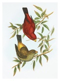 Haematospiza Sipahi Prints by Aaron Ashley