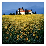 Champ de tournesols Affiche par Steve Thoms