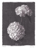 Hydrangea Bouquets Poster by Judy Mandolf