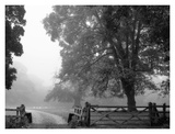 Misty II Prints by Stephen Rutherford-Bate