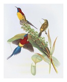 Nectarinia Gouldiae Prints by Aaron Ashley