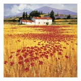 Papoulas Arte por Steve Thoms Papoulas Arte por Steve Thoms