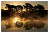 Trees in Reflection II Art by Robert Strachan