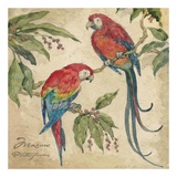 Macaw Art par Betty Whiteaker