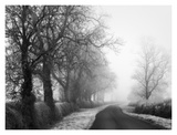 Misty Tree-Lined Road Prints by Stephen Rutherford-Bate