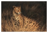 Gato africano moteado Póster por Kilian