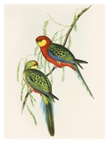 Platycercus Icterotis Poster by Aaron Ashley