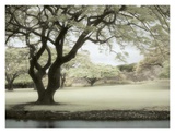 Soft Light Print by Dianne Poinski