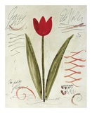 Une Tulipe Rouge Poster par Susan Gillette