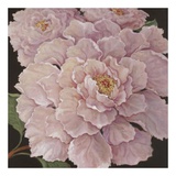 Fuschia Peonies Poster par Janet Kruskamp