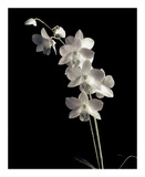 Orchid Study III Kunstdrucke von Dianne Poinski