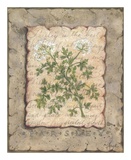 Vintage Herbs-Parsley Affiches par Constance Lael