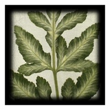 Variegated Fern I Prints by June Hunter