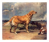 Golden Retriever Prints by Maud Earl