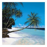Tropical Paradise I Prints by Steve Thoms