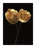 Illuminated Tulips II Kunstdrucke von Ilona Wellmann