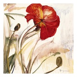 Crimson Poppy I Kunstdrucke von Marysia 