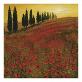 Coquelicots Affiches par Steve Thoms