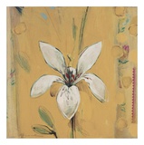 Camillo Prints by Squire Broel