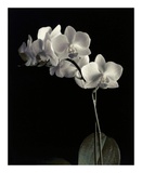 Orchid Study IV Print by Dianne Poinski
