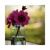 Dahlias In A Blue Jar Art by Alicia Bock