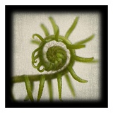 June Hunter - Spiral Fern - Reprodüksiyon June Hunter - Spiral Fern - Reprodüksiyon
