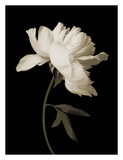 Peony II Print by Heather Johnston