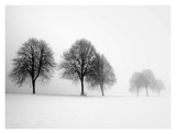 Winter Trees II Posters par Ilona Wellman