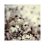 Magnolia III Print by Alicia Bock