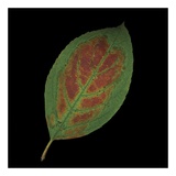 Hydrangea Leaf on Black Posters by June Hunter