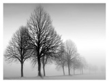 Winter Trees III Poster von Ilona Wellmann