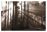 Forest Light II Prints by Heather Johnston