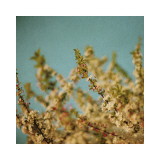 Darling Buds of May Posters av Alicia Bock Darling Buds of May Posters av Alicia Bock