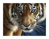 Blue Eyes Prints by Collin Bogle