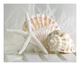 Cali Starfish I Posters