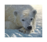 Polar Bear Cub Art by Collin Bogle