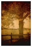 Days Gone By Posters by Linda Plaisted