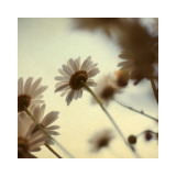 Daisy II Posters av Alicia Bock Daisy II Posters av Alicia Bock
