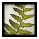 Red Fern Prints by June Hunter