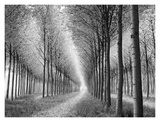 Défilé d'arbres Affiches par Chip Forelli