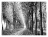 Tree Parade Poster by Chip Forelli