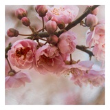 Blossom I Prints by Heather Johnston