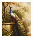 Regal Peacock Poster par Cheri Blum
